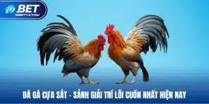 đá gà cựa sắt sảnh gaiir trí lôi cuốn nhất hiện nay