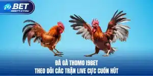 đá gà thomo i9bet theo dõi các trận live cực cuốn hút