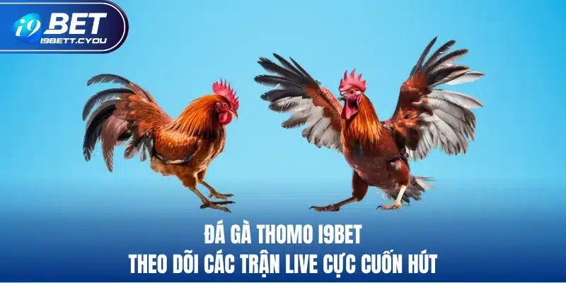 đá gà thomo i9bet theo dõi các trận live cực cuốn hút