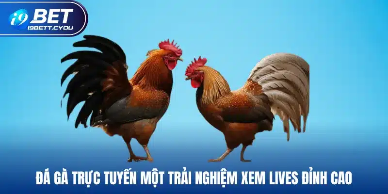 Đá gà trực tuyến một trải nghiệm xem lives đỉnh cao