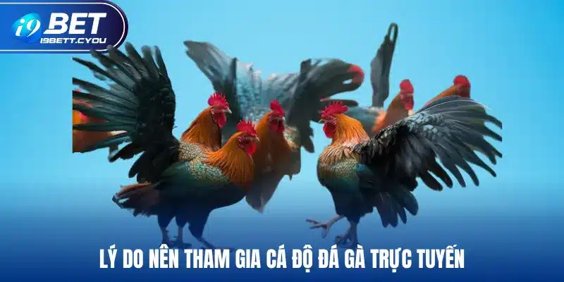 Lý do nên tham gia cá độ đá gà trực tuyến