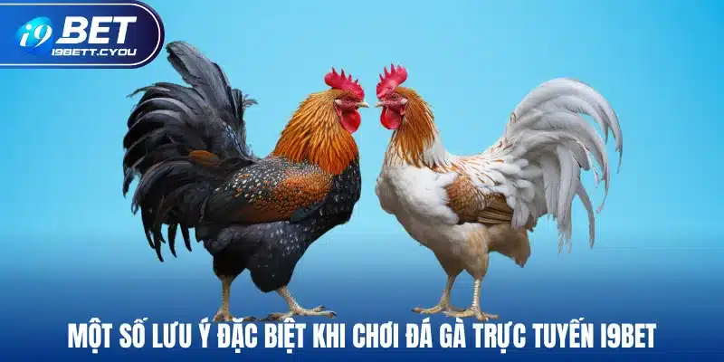 Một số lưu ý đặc biệt khi chơi đá gà trực tuyến I9BET